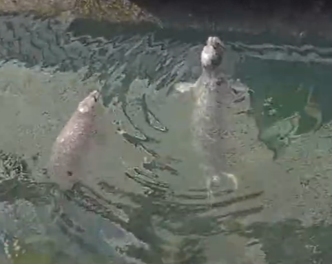 Two harbour seals in the water are looking expectantly at someone on the walkway above them.