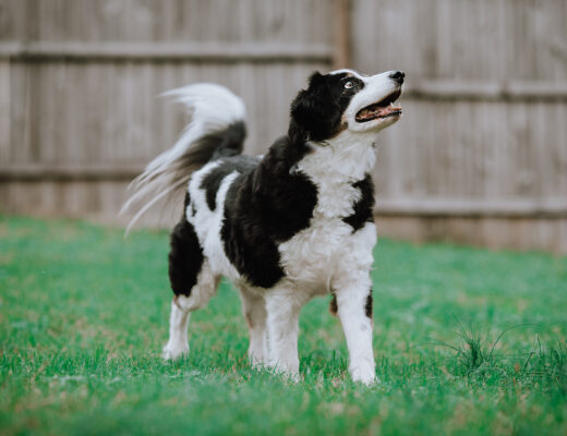 An older mixed-breed black and white dog looks up and to the right while his tail is caught mid-wag. The dog is standing on green grass in a fenced-in yard.
